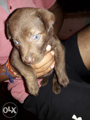 Chocolate brown lebra's puppy (female) 1 month old..