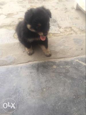 Culture Pom Black And Tan Female Puppy