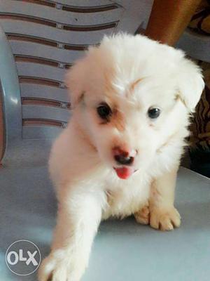 Cute healty pom puppys r available