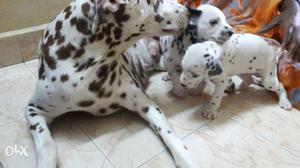Dalmatian Dog With Litter