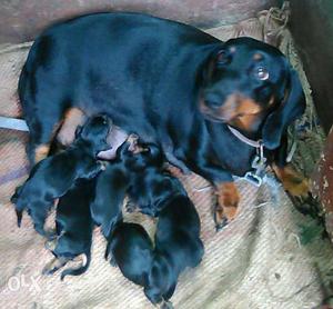 Dashund puppies 5