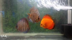 Discus fish 3to4 inch size