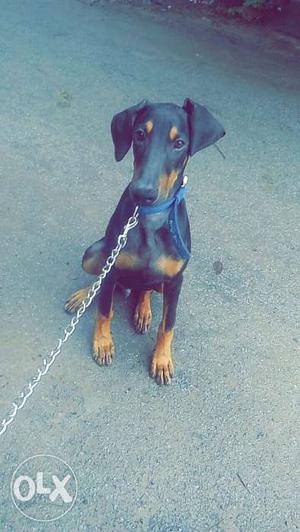 Doberman black and red colour 4.5months old