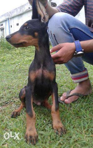Doberman male female puppy without papper Cash on
