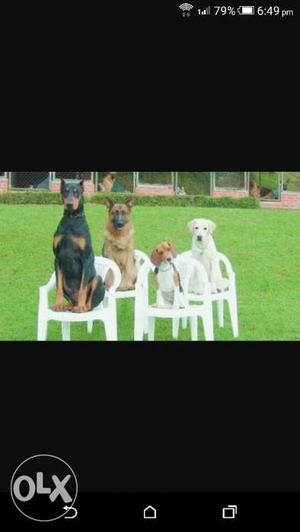 Dog trainer & Dog Maners