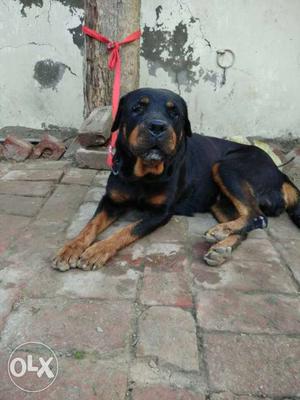 Exchange with Neopolitian Mastiff female puppy