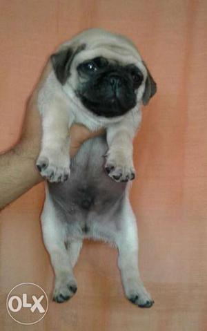 Extra ordinary pug male fawn color good quality