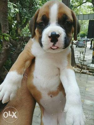 Extraordinary Show Quality Boxer Female Puppy On