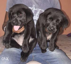 Extraordinary labrador female n male available