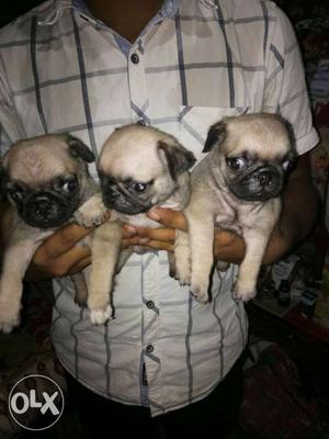 Fawn Pug Puppies sale