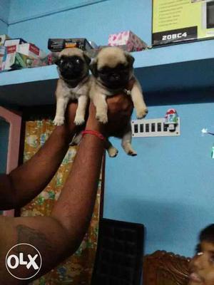 Fawn Pug female puppy available. champion line kci reg