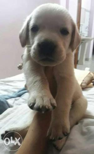 Female Labrador puppy:) heavy boned rs only