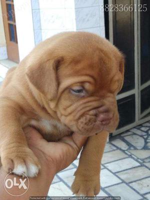 French mastiff puppy / dog for sale find a companion friend