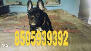 Full show quality french bulldog male pup for