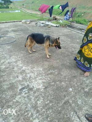 Full trend 2years German shepherd female for sell