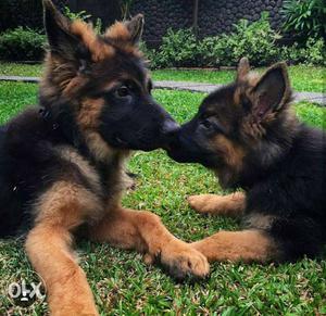 German Shepherd Male and Female Puppies Available