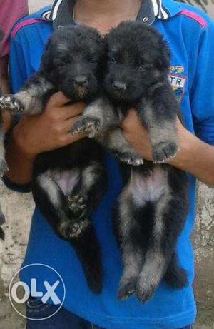 German shephard pups available in -Pair