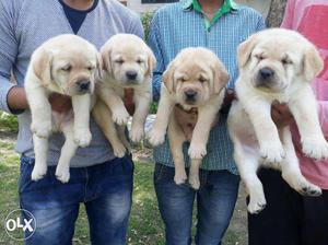 Golden & Black Labrador pups for sell in Delhi kennel call