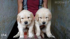 Golden Retriever puppies/dog for sale fabulous & joyyful pet