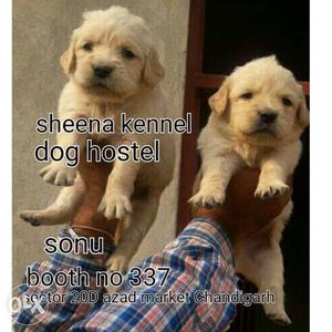 Golden retreiver pups available one month old
