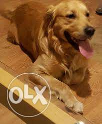Golden retriever 1.5years male Dog for sale