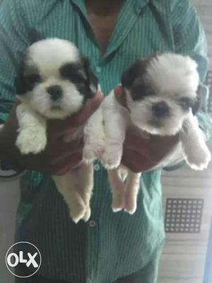 Good quality Shihtzu puppies available only
