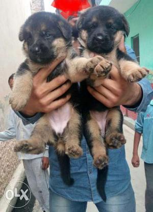 Good quality healthy Gsd puppy for Sall