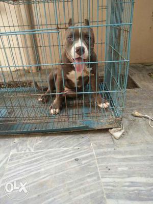 Gray And White American Bully