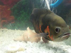 Gray Oscar Fish bige size