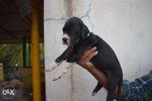 Great Dane gud quality puppies available at best