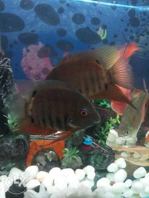 Green Severum set pair male aprox 6 inch and female around 5