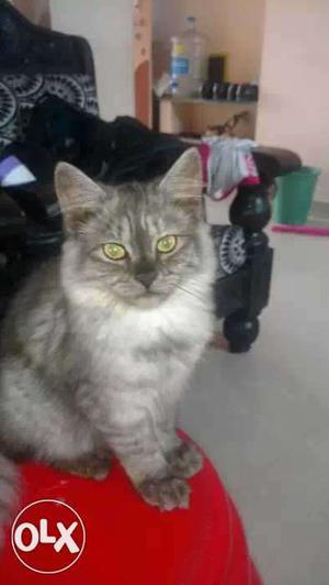 Grey percian cat