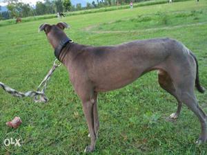 Greyhound male dog age- 21 month, track par full