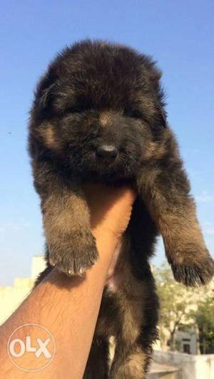 Gsd heavy bone double coat puppies available in