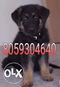 Gsd puppy for sell interested person contact