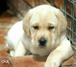 H-i-g-h quality Labrador Retriever Puppies available pure