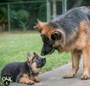 Heavy Long-coat GERMAN SHEPHERD Male and Female Puppies