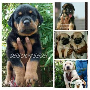 Heavy bone Rottweiler puppies male at 