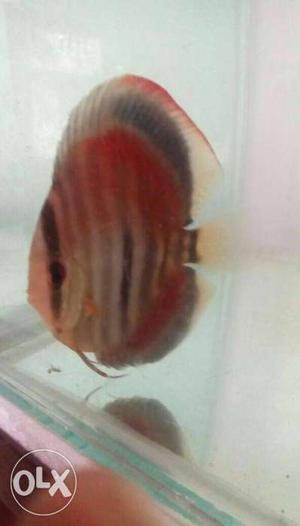 High quality imported discus for sale intrested