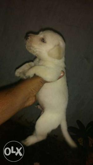 High quality lab male puppies available...