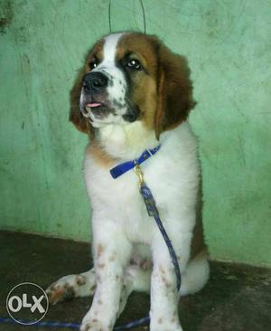 Huge size of st berand male puppy available with
