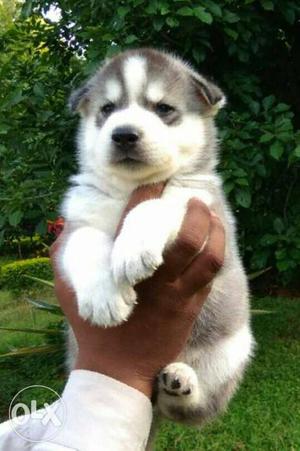 Husky male Puppy Available