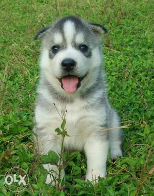 Husky puppys for sale for more details call