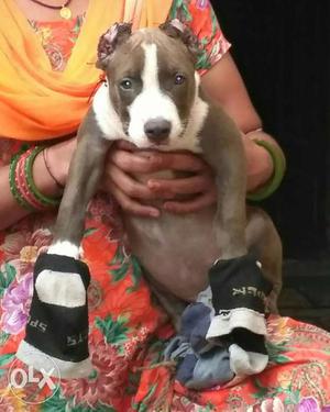 I want to sell My American pitbul Blue male Puppy
