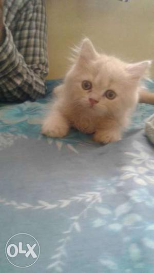 I want to sell fawn colour Persian kitten..