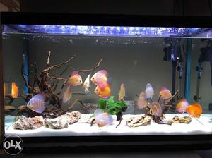 I want to sell my imported fish tank with all