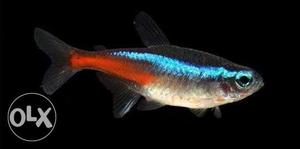 Imported 1Pair of Neon Tetra aquriam fish
