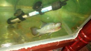 Imported neon Flowerhorn fish needs new home