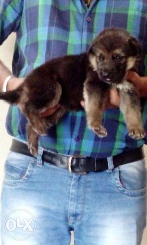 Jabardast quality German shepherd puppy avilable Sell