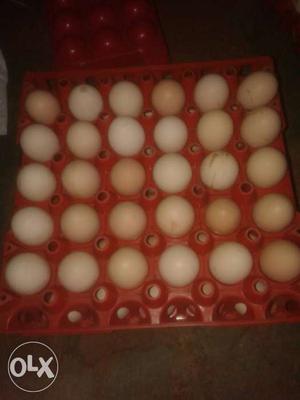 Kadaknath eggs